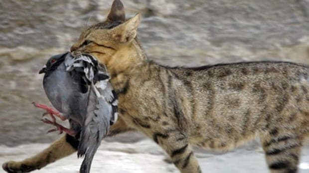 Fact Check: Cats kill approximately four billion birds annually in the United States.