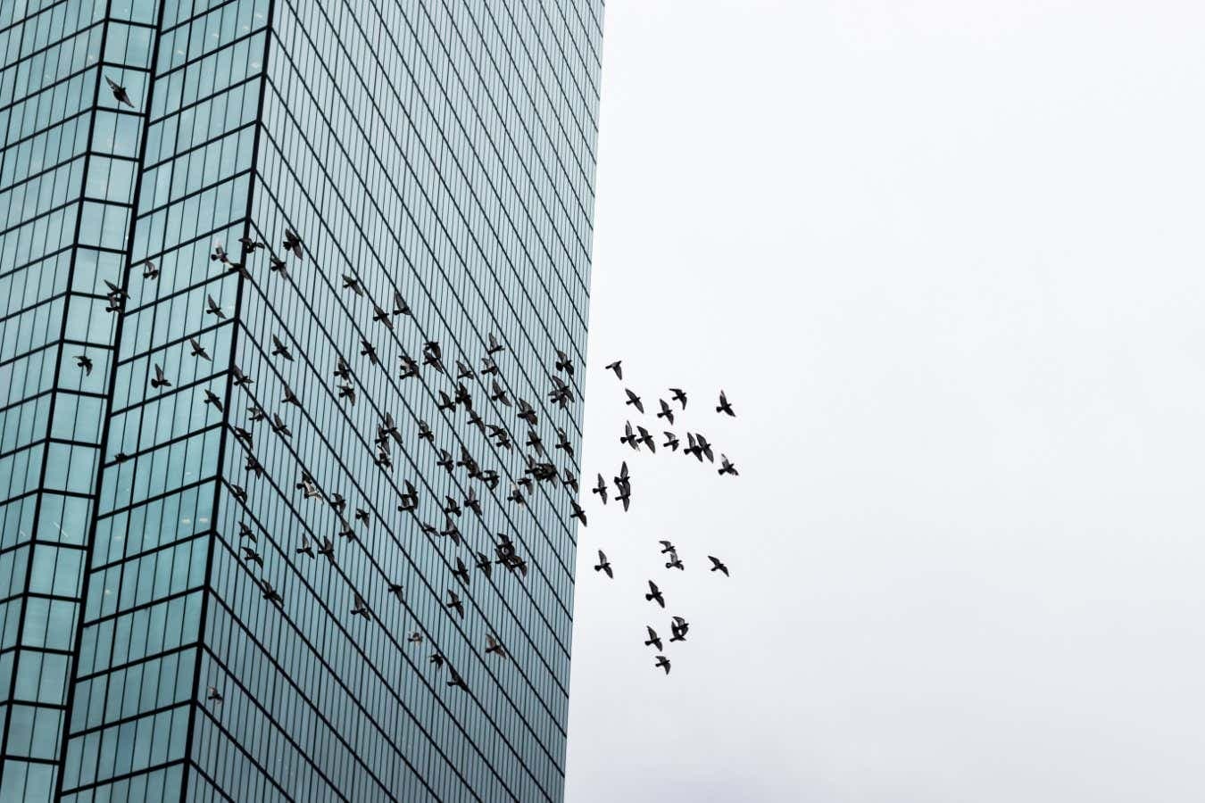 Fact Check: Collisions with buildings cause up to 988 million bird deaths annually.