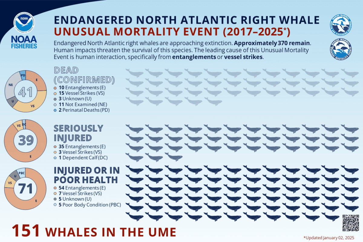 Fact Check: The National Oceanic and Atmospheric Administration reports no whale deaths from wind turbines.