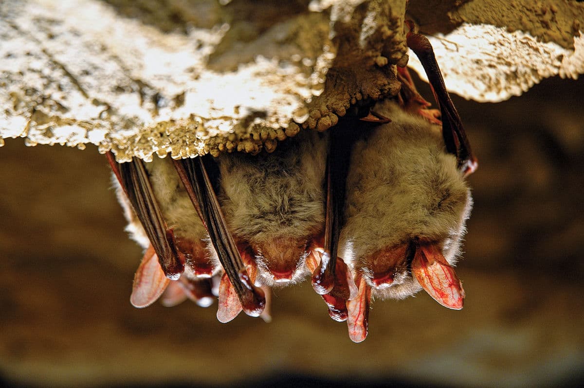 Fact Check: Bats are known reservoirs for many viruses that can infect humans.