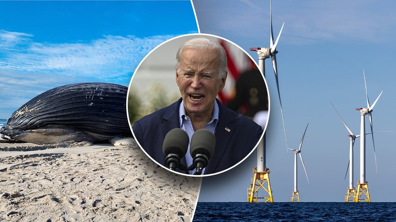 Fact Check: The National Oceanic and Atmospheric Administration has not linked whale deaths to wind turbines.