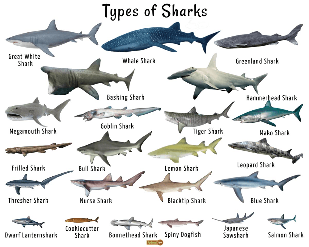 Fact Check: Sharks are found in all oceanic regions of the world.