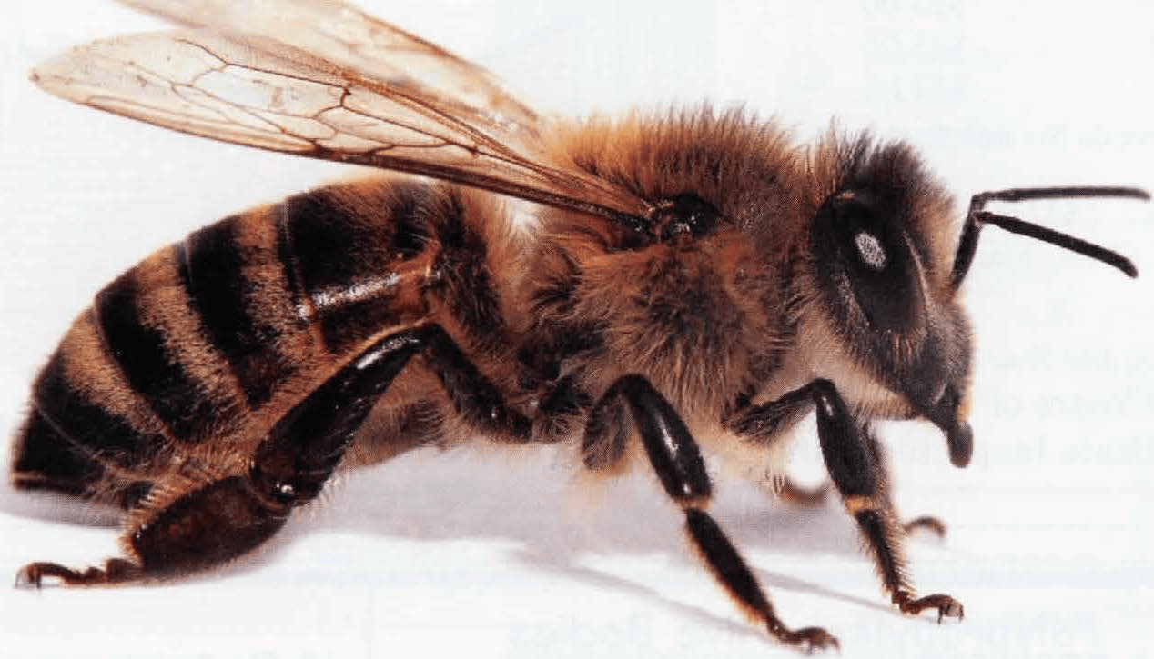Fact Check: Honey bees pollinate over 90 commercial crops in the United States.