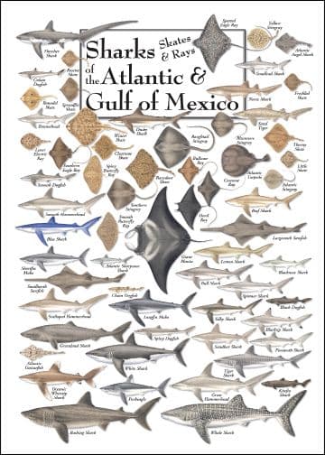 Fact Check: The Gulf of Mexico is home to various shark species.