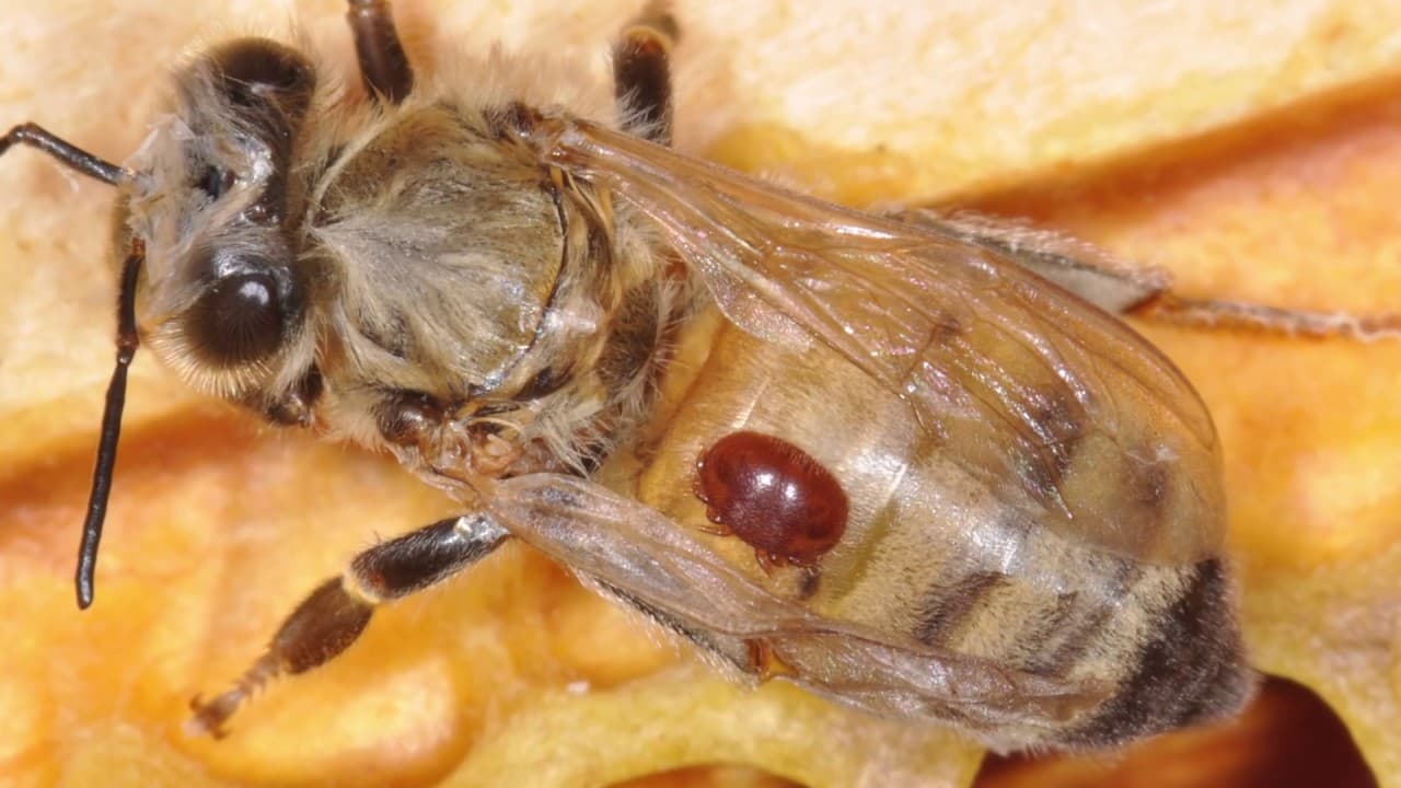 Fact Check: Varroa mites have evolved resistance to at least four major classes of miticide since the 1980s.