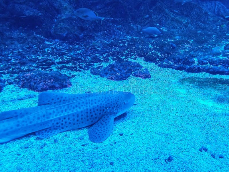Fact Check: The majority of shark species are not dangerous to humans.