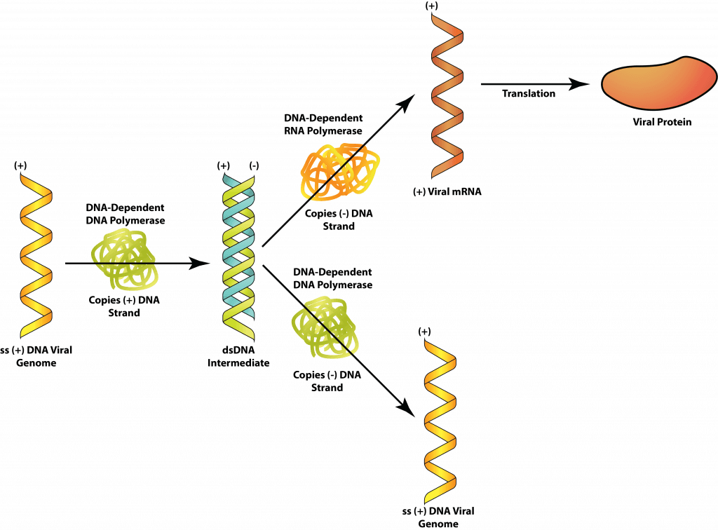 Fact Check: Single-strand RNA viruses are a major threat to honey bee populations.