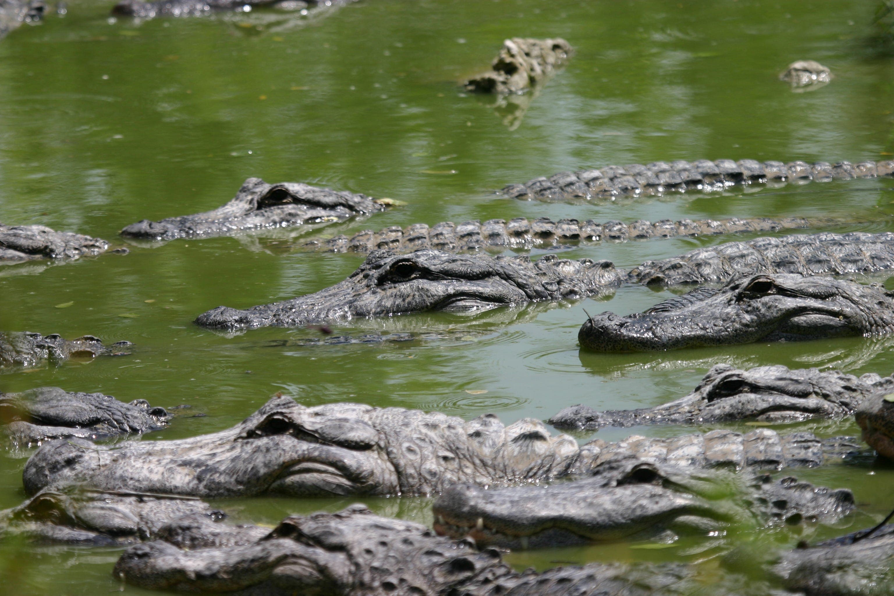 Fact Check: Florida is home to the largest population of alligators in the U.S.