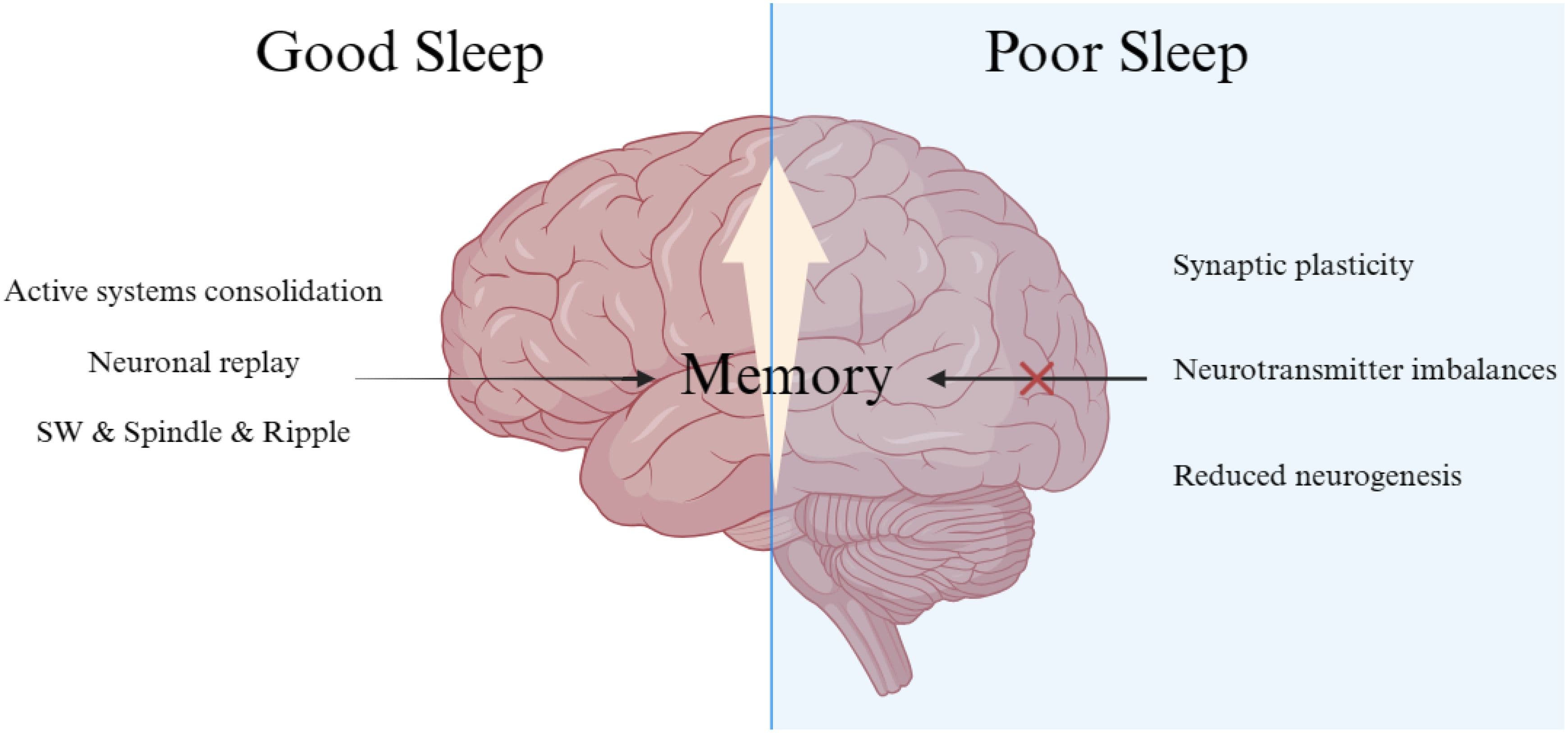 Fact Check: Sleep deprivation negatively affects cognitive function and health.