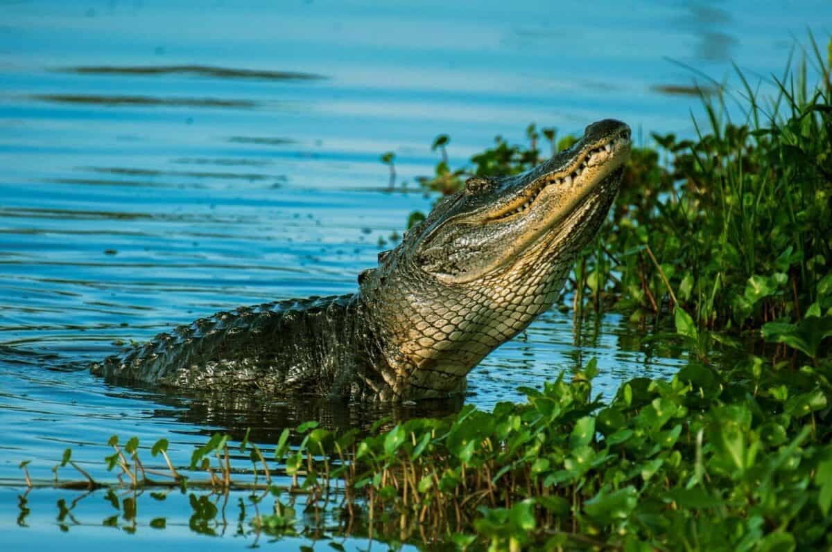 Fact Check: The American alligator can grow up to 13 feet long.
