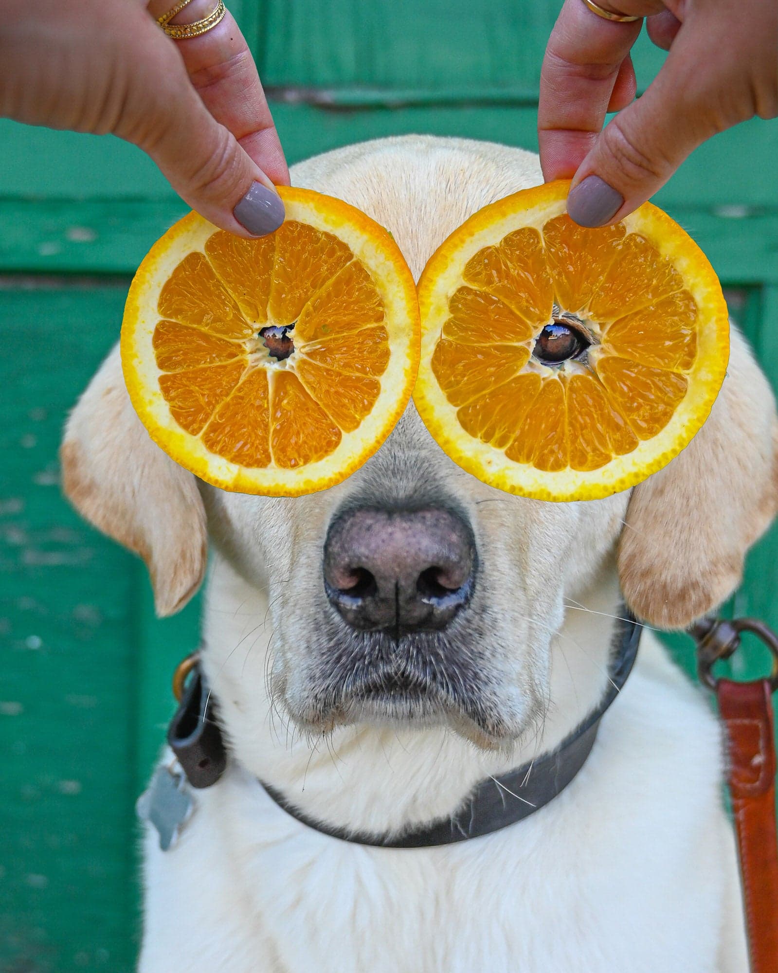 Fact Check: Orange is good for dog.