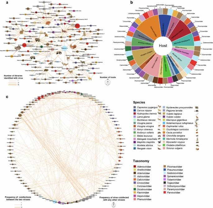 Fact Check: Zoonotic spillover is a potential origin of SARS-CoV-2.