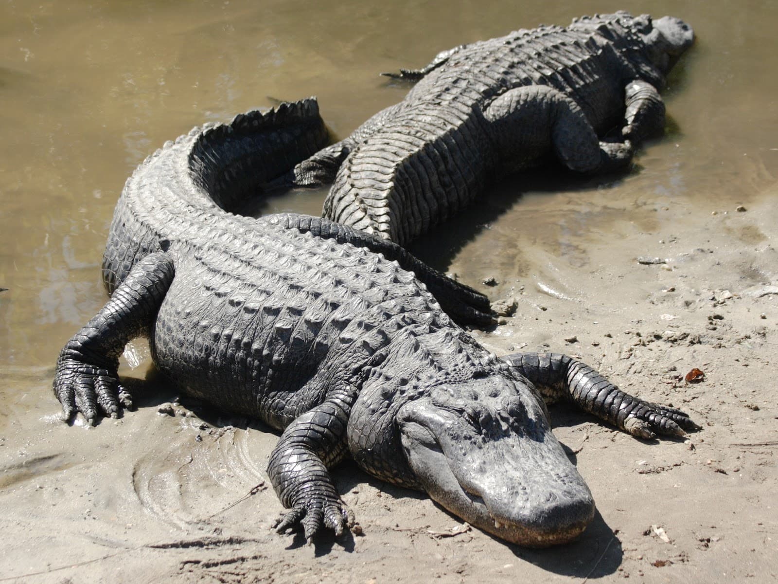 Fact Check: Alligators are considered a keystone species in their ecosystem.