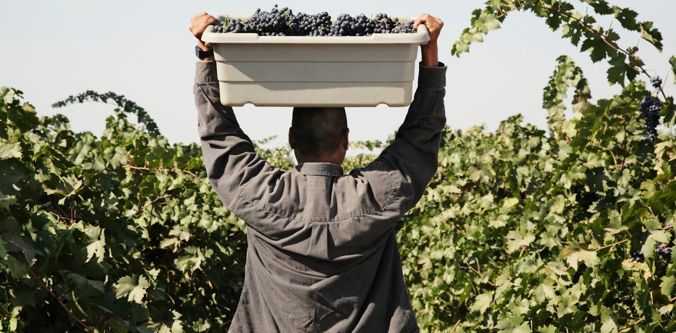 Fact Check: Farmworkers in the U.S. often work in harsh conditions with limited legal protections.
