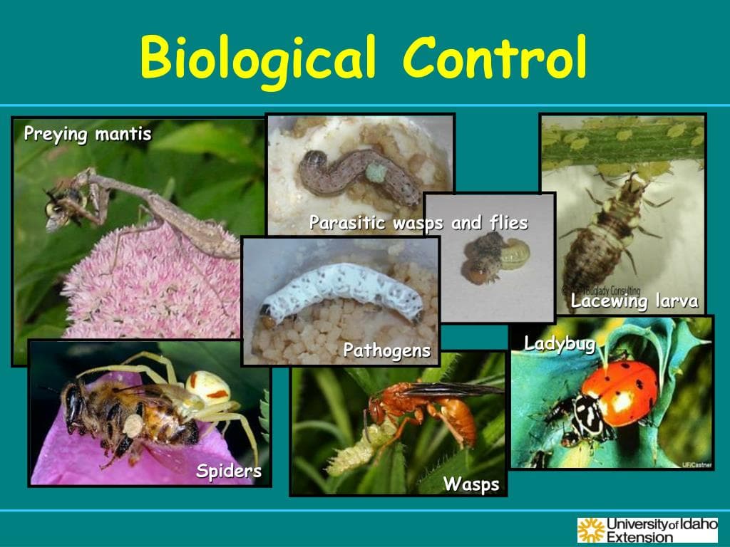 Fact Check: Sterilization of male insects can help control pest populations.