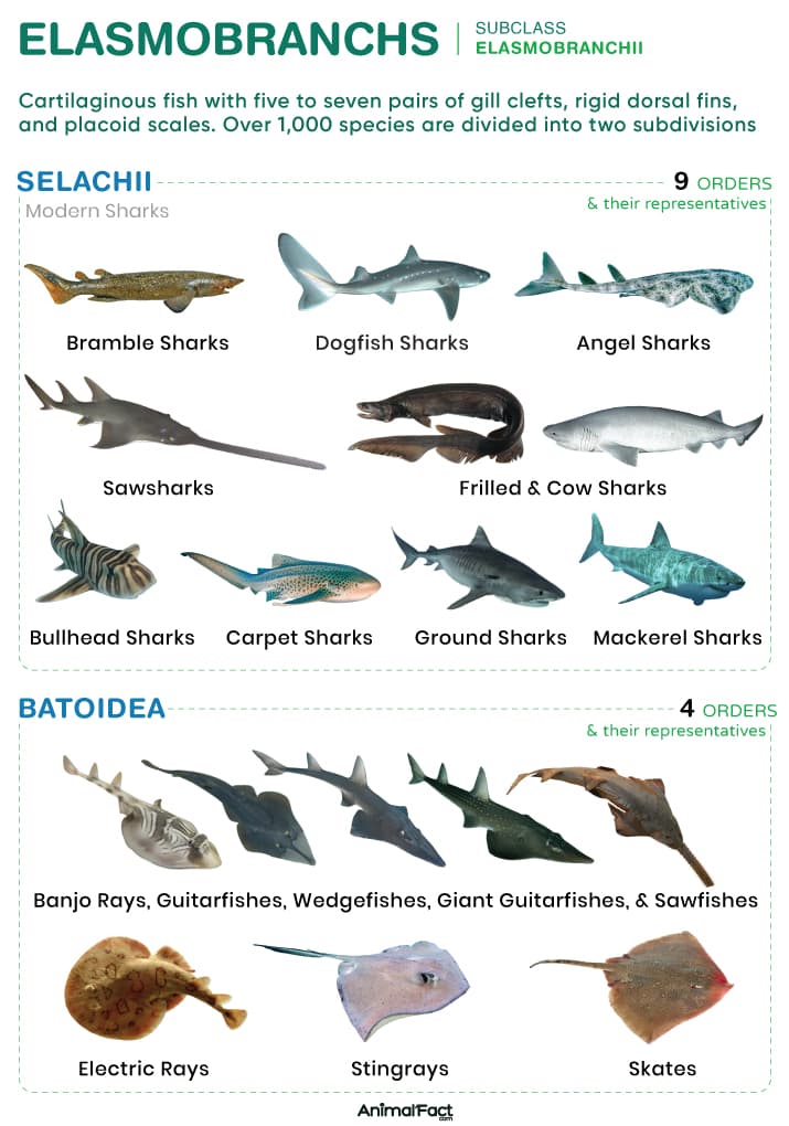 Fact Check: Sharks are a diverse group of elasmobranch fish.