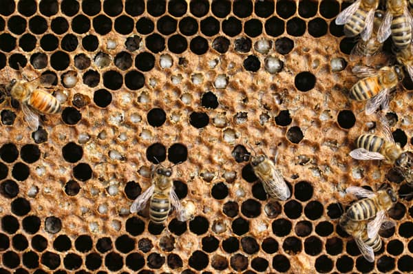 Fact Check: Honey bee colonies can recover from one or two tough years.