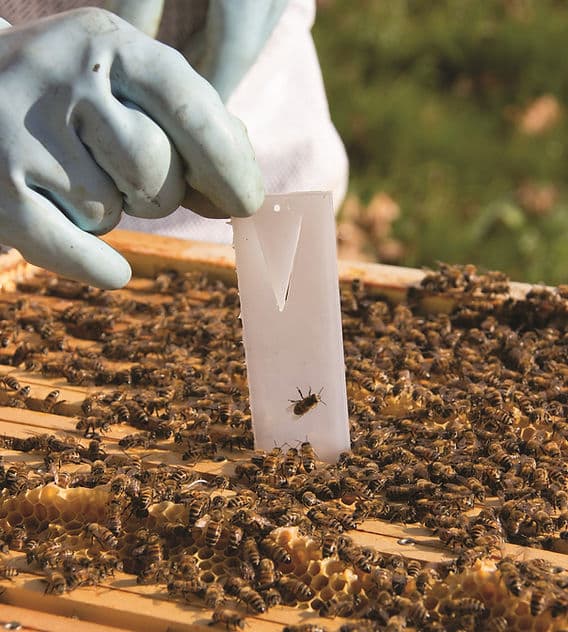 Fact Check: Amitraz is one of the least toxic miticides for bees and humans.