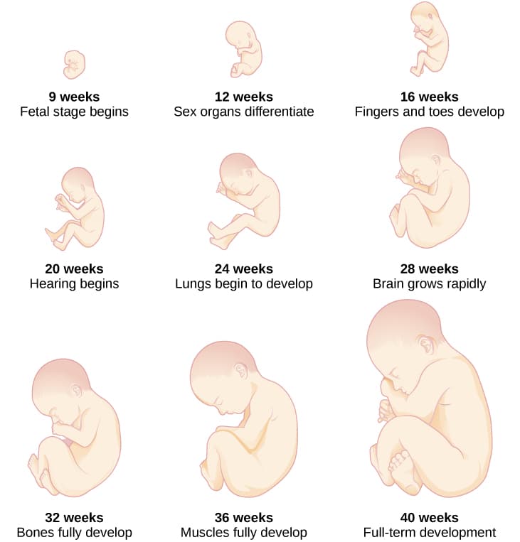 Fact Check: Fetuses can survive outside the womb after approximately 21 weeks of gestation.