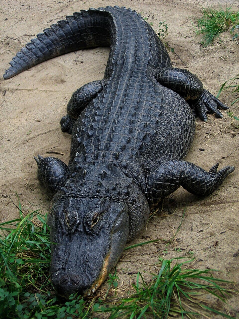 Fact Check: The American alligator is a keystone species in its ecosystem.