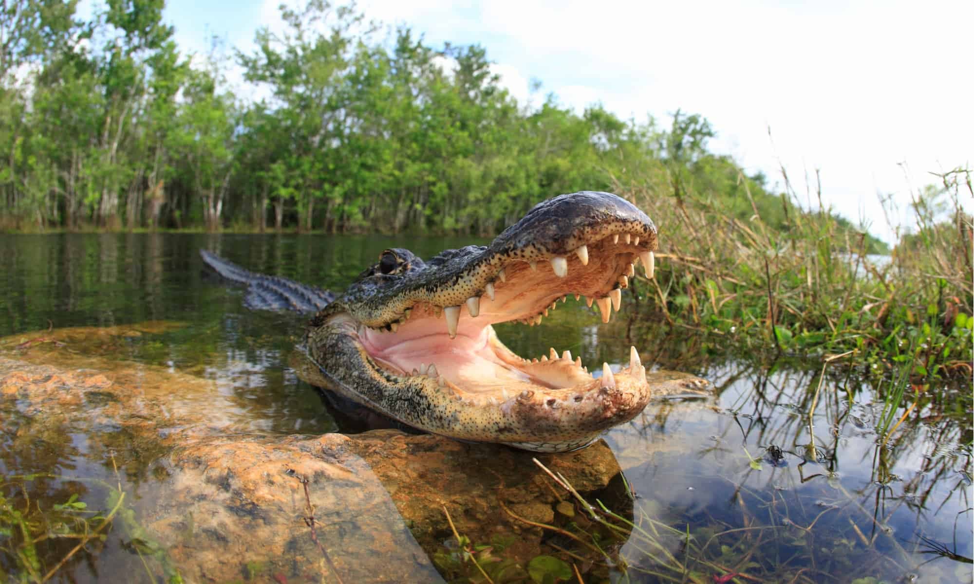 Fact Check: Florida is home to the largest population of alligators in the United States.