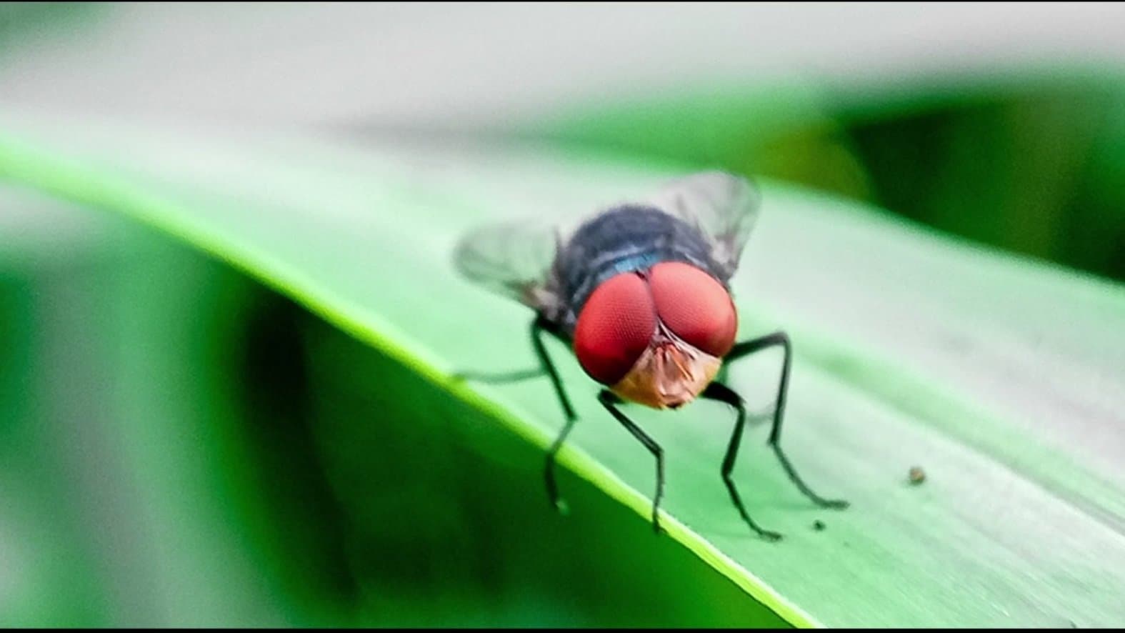 Fact Check: The Panama fly factory can breed up to 117 million flies weekly.