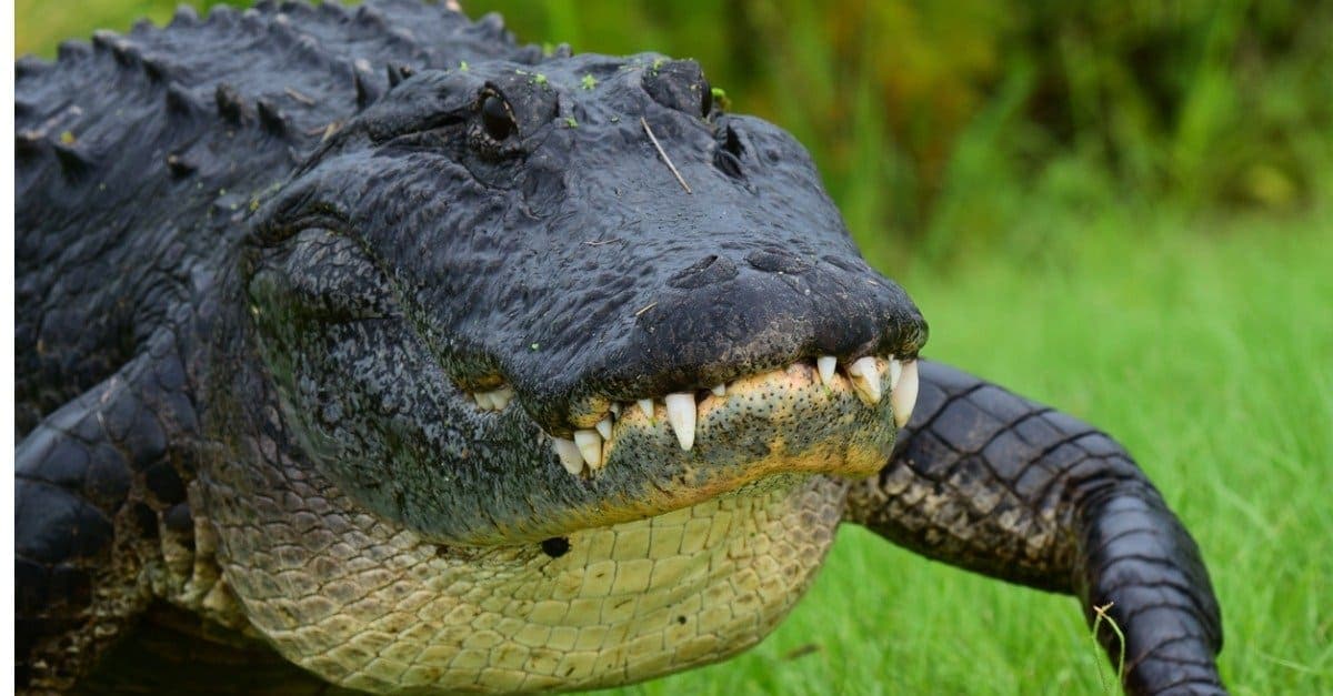 Fact Check: Alligators can live for over 65 years in captivity.