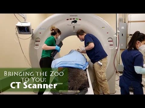 Fact Check: if you're over 500 lbs you have to go to the zoo for an MRI