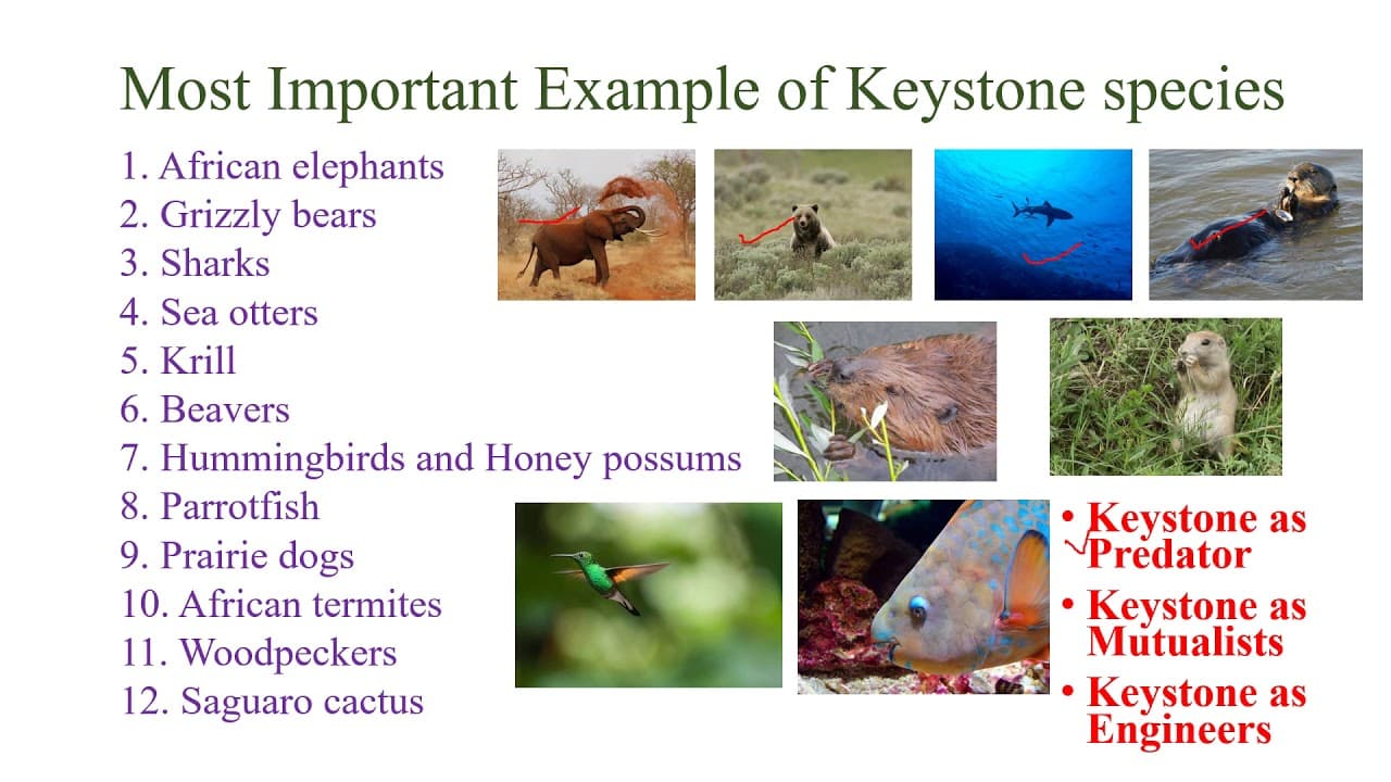Fact Check: Alligators are considered a keystone species in their ecosystems.