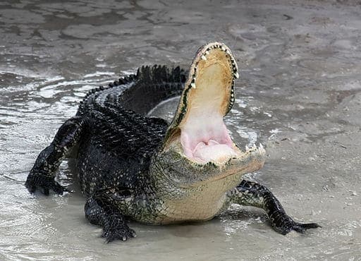 Fact Check: The American alligator is a threatened species.