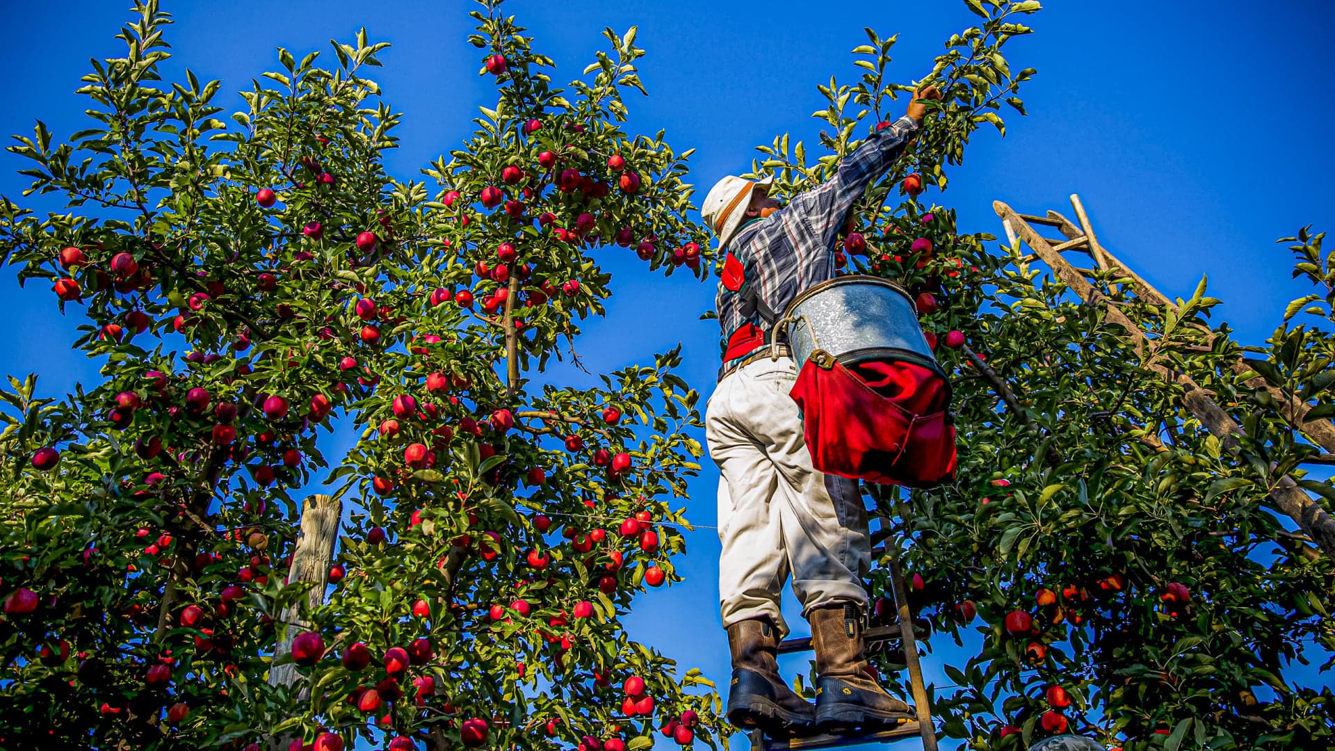 Fact Check: Farmworkers in the U.S. often face labor shortages due to immigration policies.