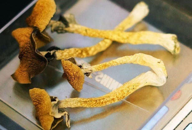Fact Check: Psychedelic mushrooms contain psilocybin, a hallucinogenic compound.
