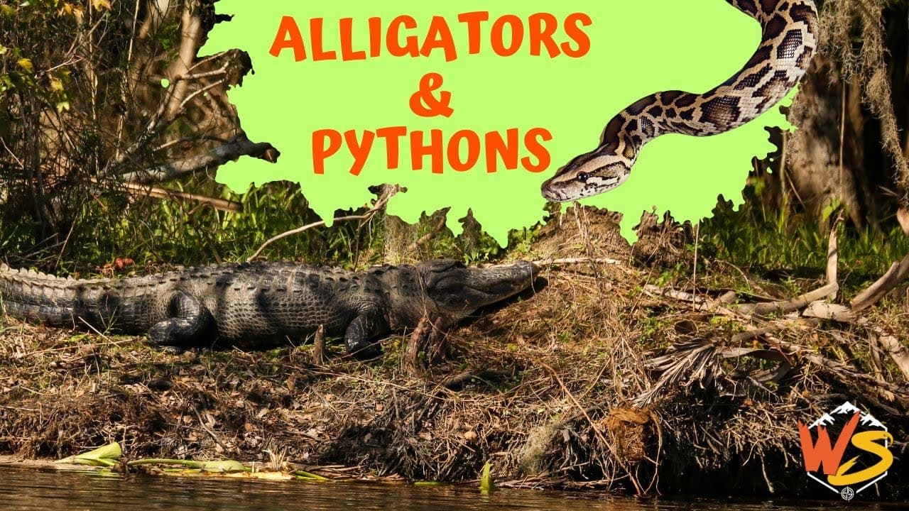 Fact Check: Alligators and pythons are native to Florida's wetlands.