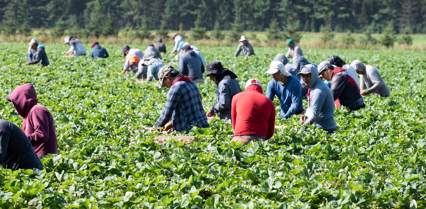 Fact Check: Temporary Foreign Worker Program provides significant staffing for the service industry.