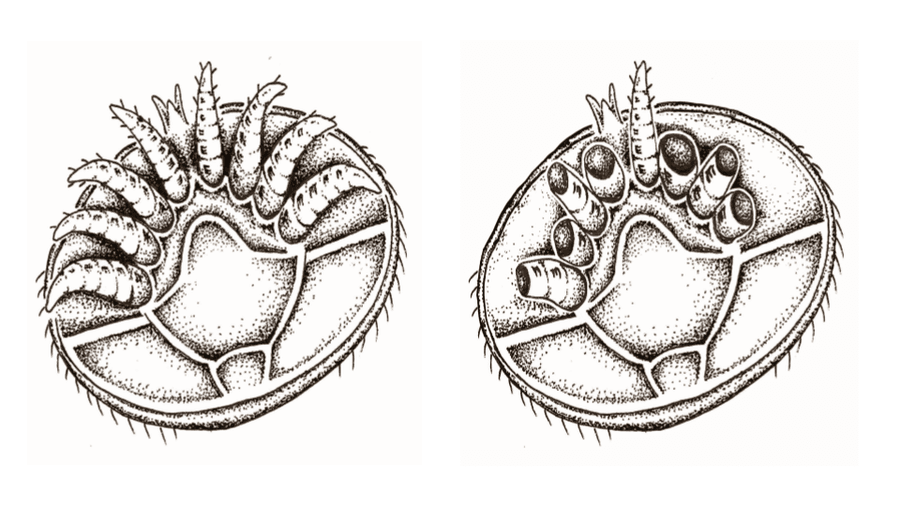 Fact Check: Varroa mites have evolved resistance to multiple classes of miticide since the 1980s.