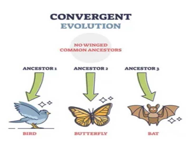 Fact Check: Convergent evolution occurs when unrelated species evolve similar traits.
