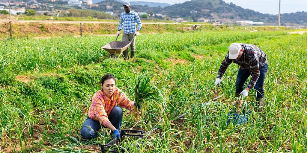 Fact Check: Between 15 to 20% of crop production workers in the US are undocumented.