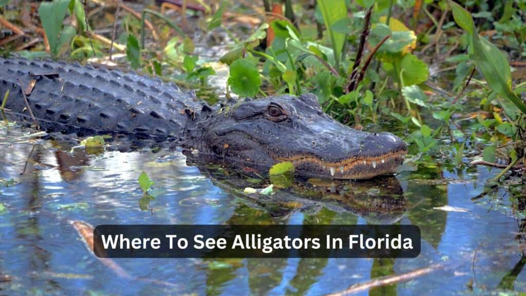Fact Check: Florida is home to alligators and pythons in its wetlands.