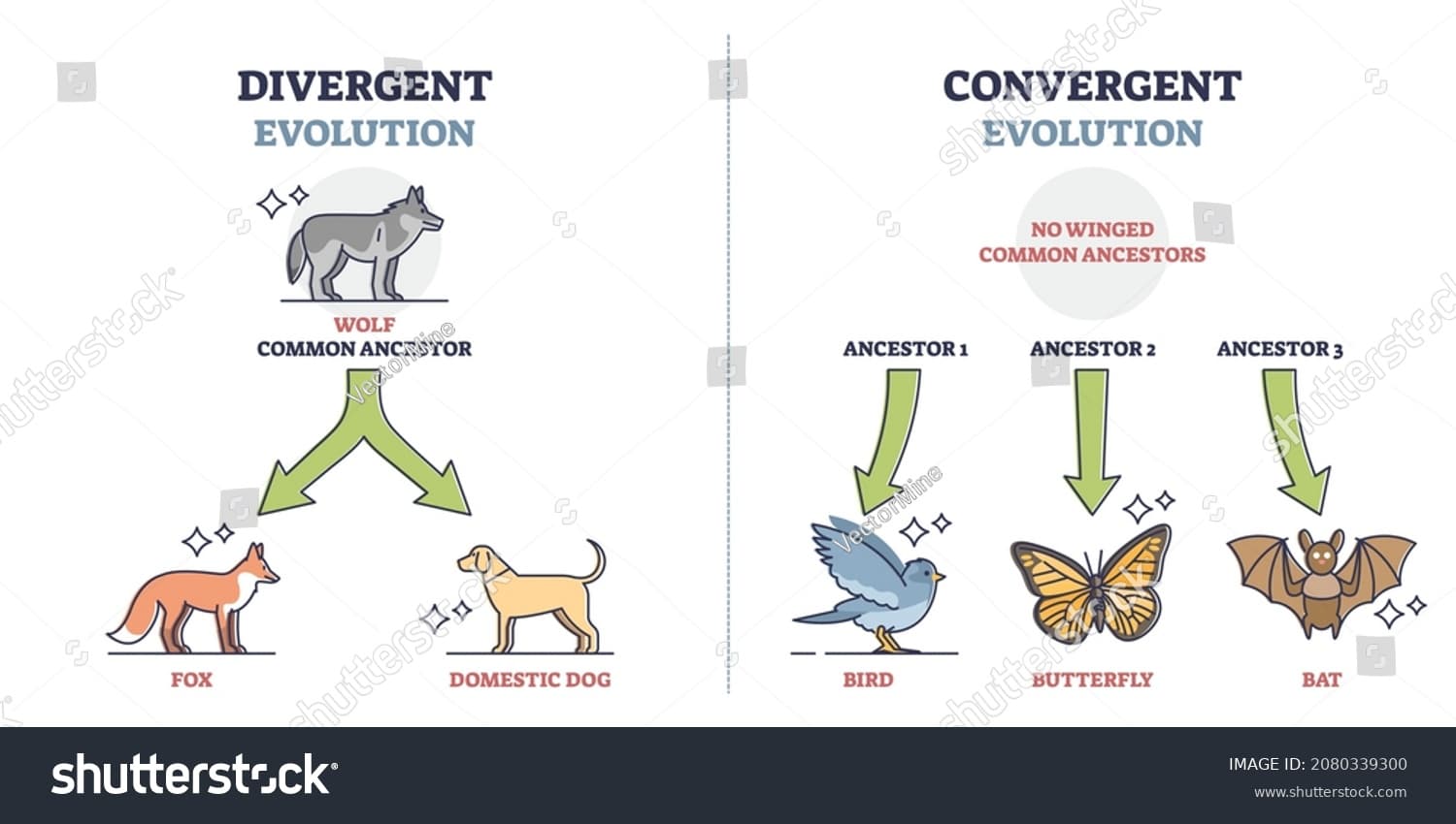 Fact Check: Convergent evolution occurs when different species evolve similar traits independently.