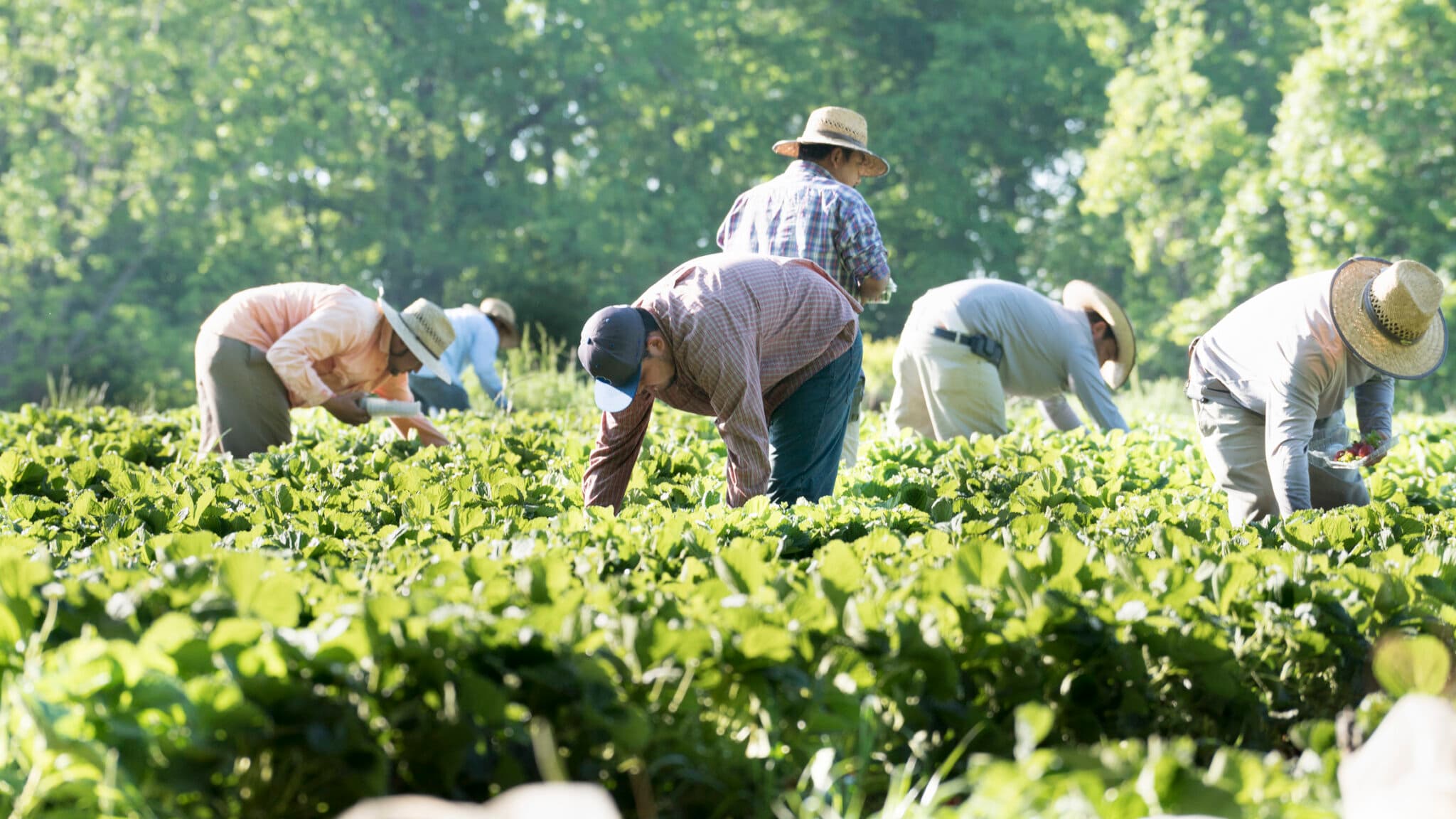 Fact Check: Between 15 to 20 percent of crop production workers are undocumented immigrants.
