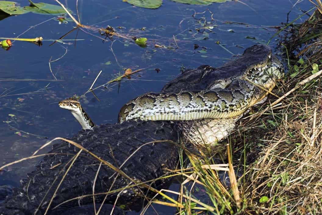 Fact Check: Florida is home to various dangerous wildlife, including alligators and pythons.