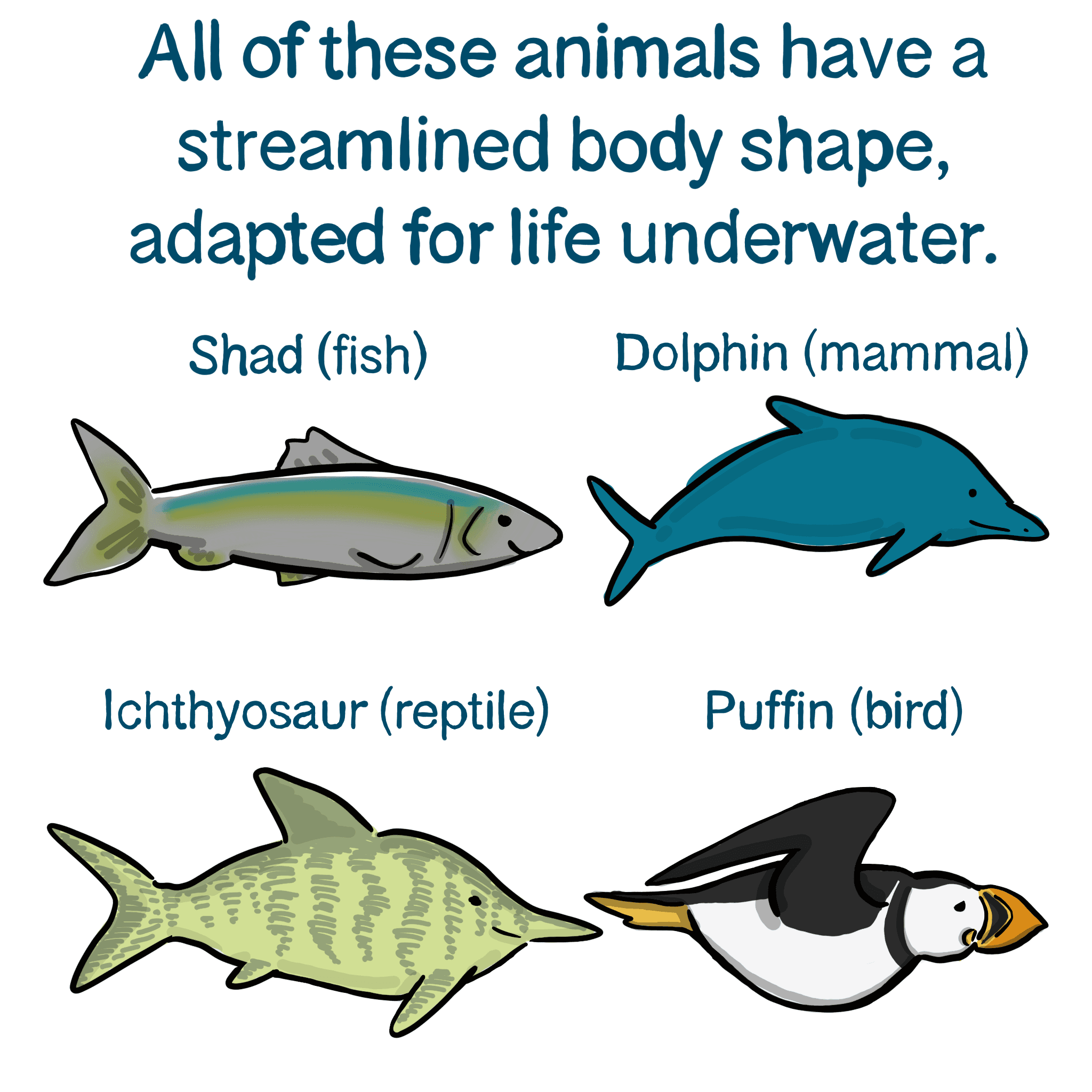 Fact Check: Convergent evolution occurs when different species independently evolve similar traits.