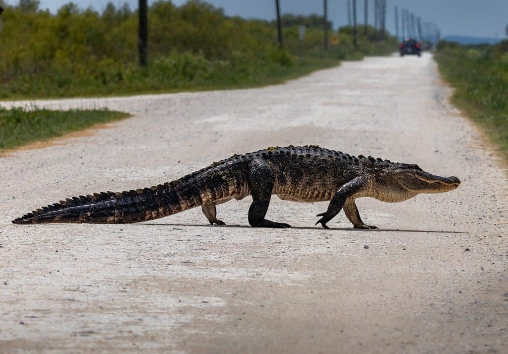 Fact Check: Florida is home to various species of alligators.
