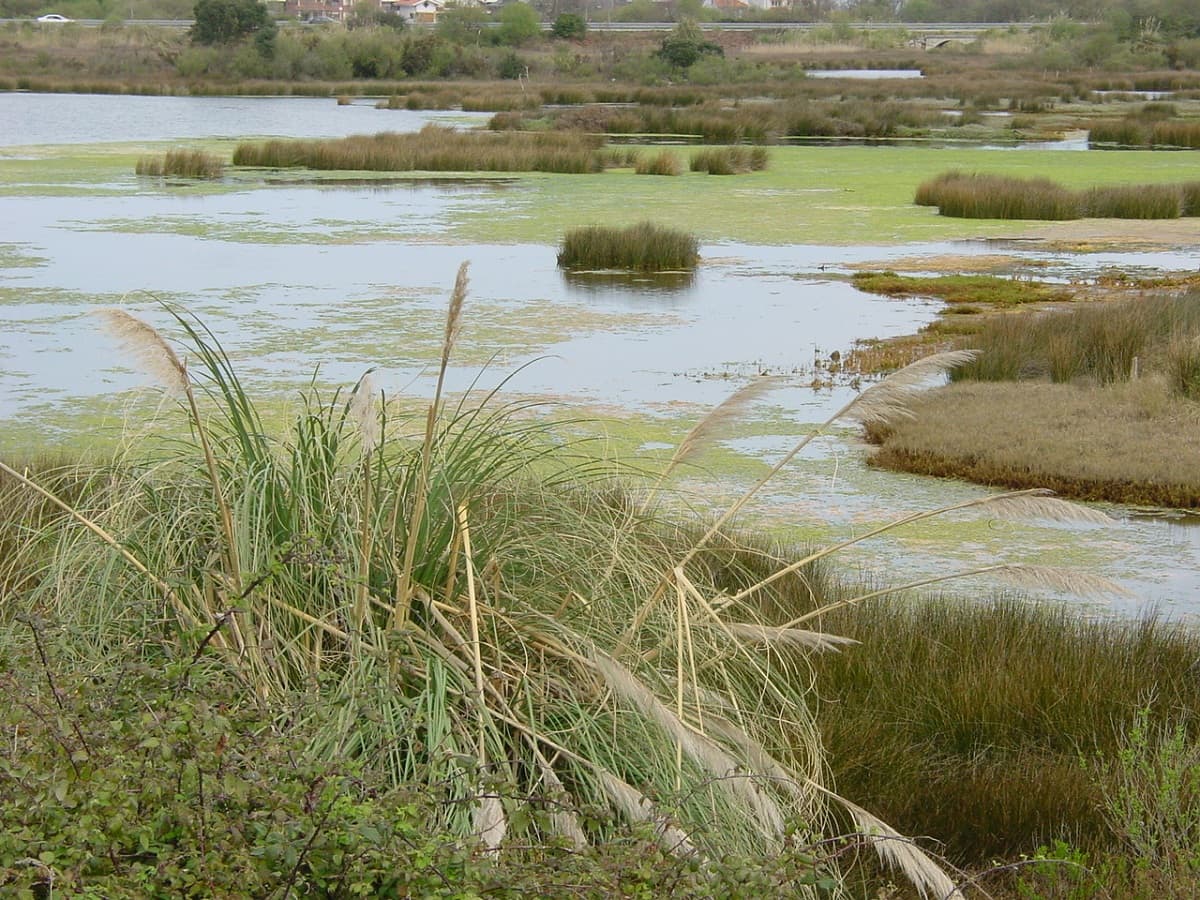Fact Check: Swamps are ecosystems characterized by saturated soil and water.