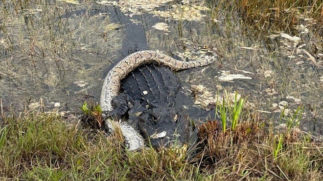 Fact Check: The Florida Everglades is home to various wildlife, including alligators and pythons.