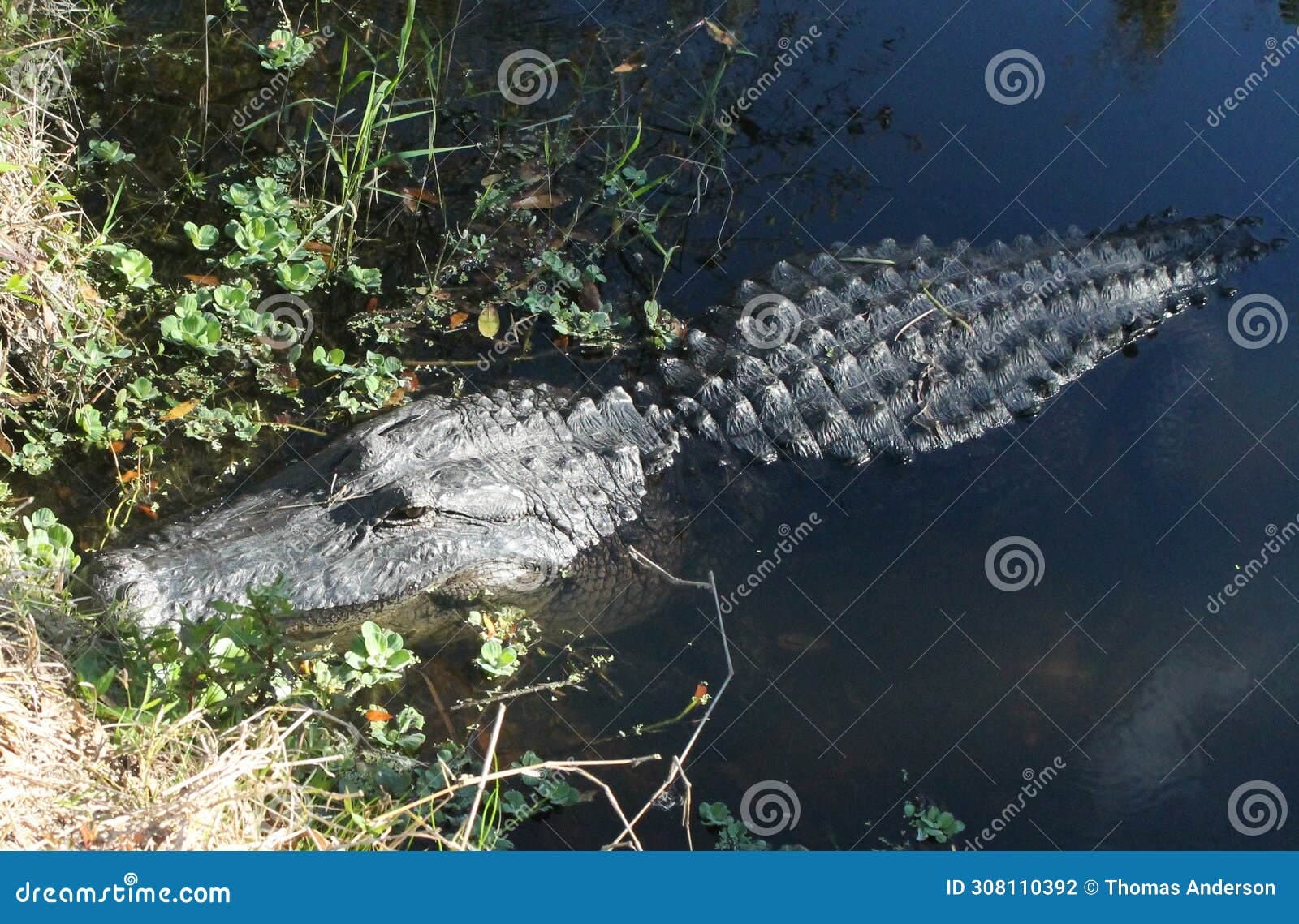 Fact Check: The average alligator can consume up to 23% of its body weight in a single meal.