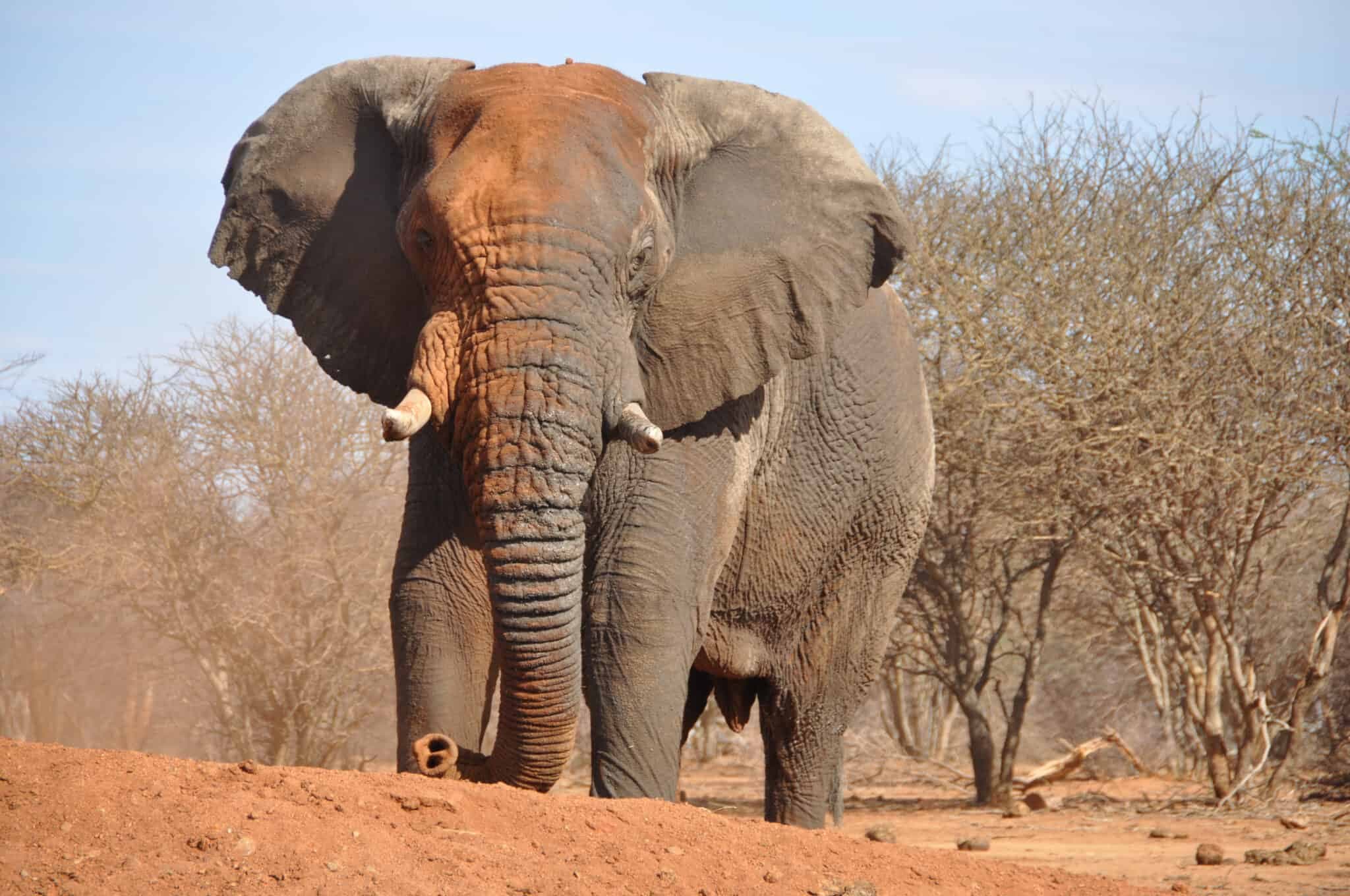 Fact Check: Elephants can be aggressive when protecting their calves.