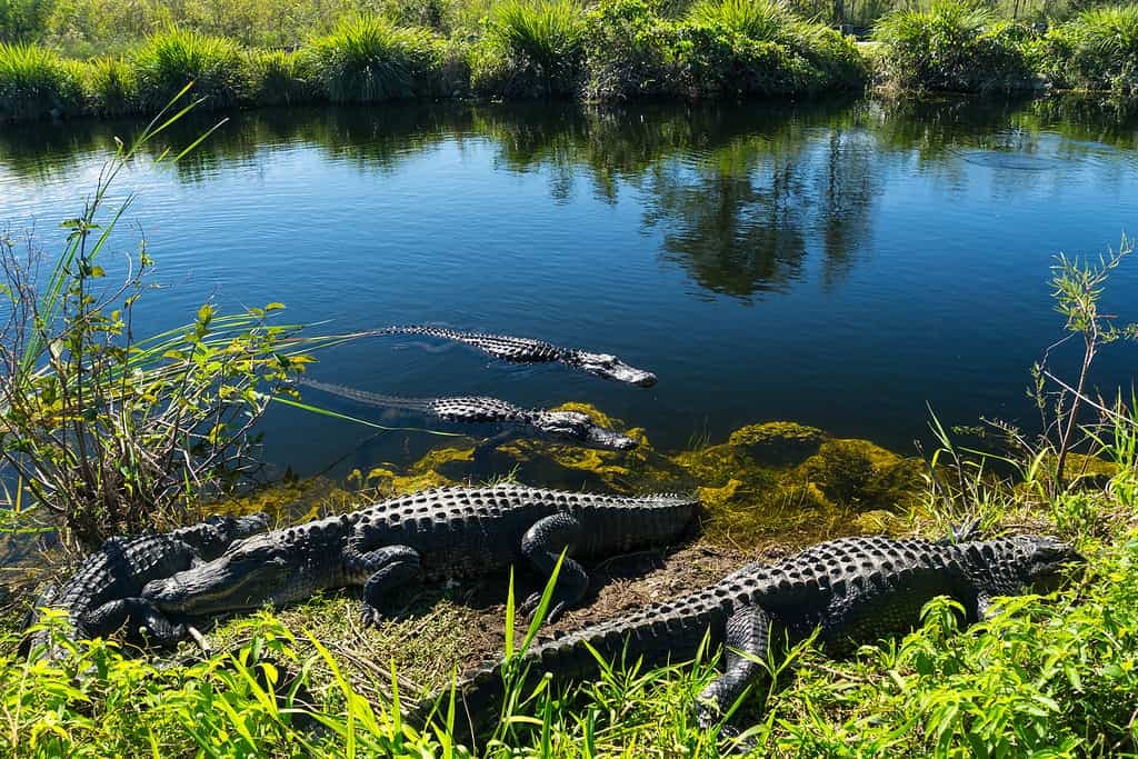 Fact Check: Florida's Everglades are home to diverse wildlife, including alligators.