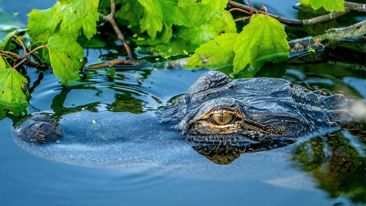 Fact Check: Florida's Everglades is home to diverse wildlife, including alligators.