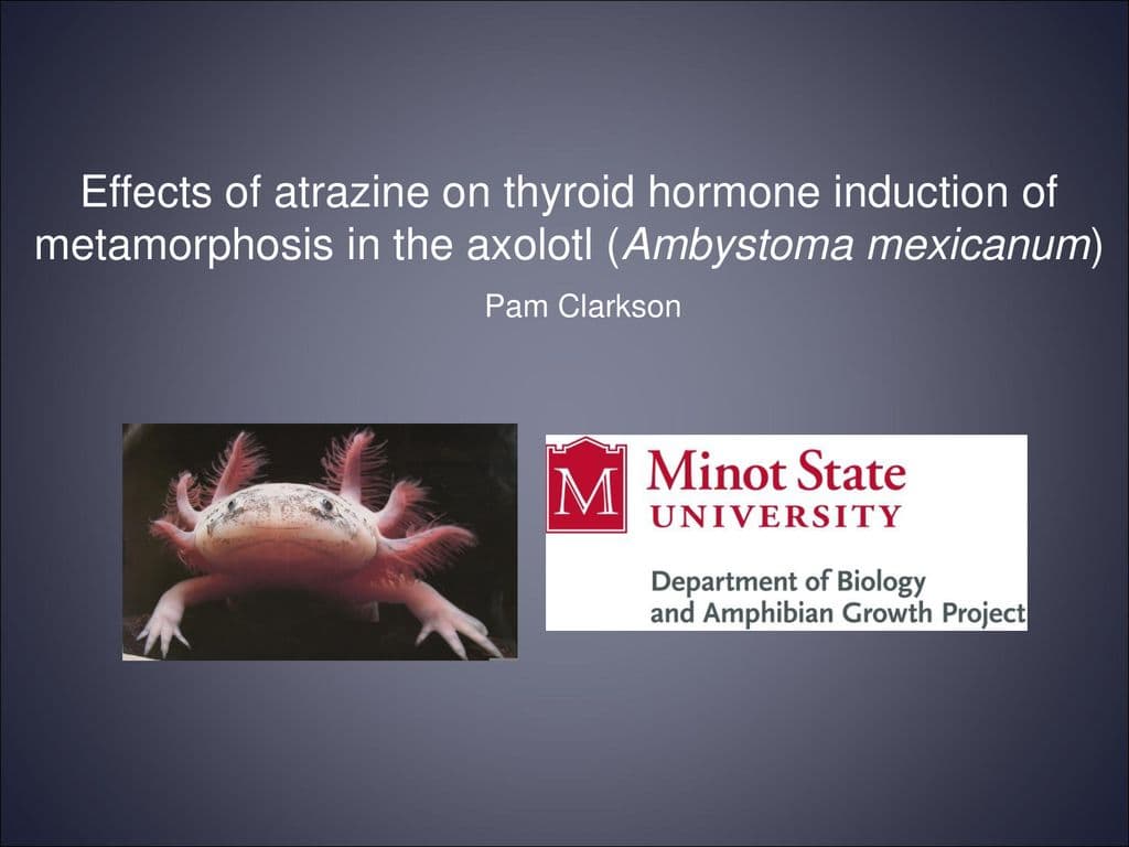 Fact Check: Atrazine causes hormonal imbalances that can turn frogs into the wrong sex.